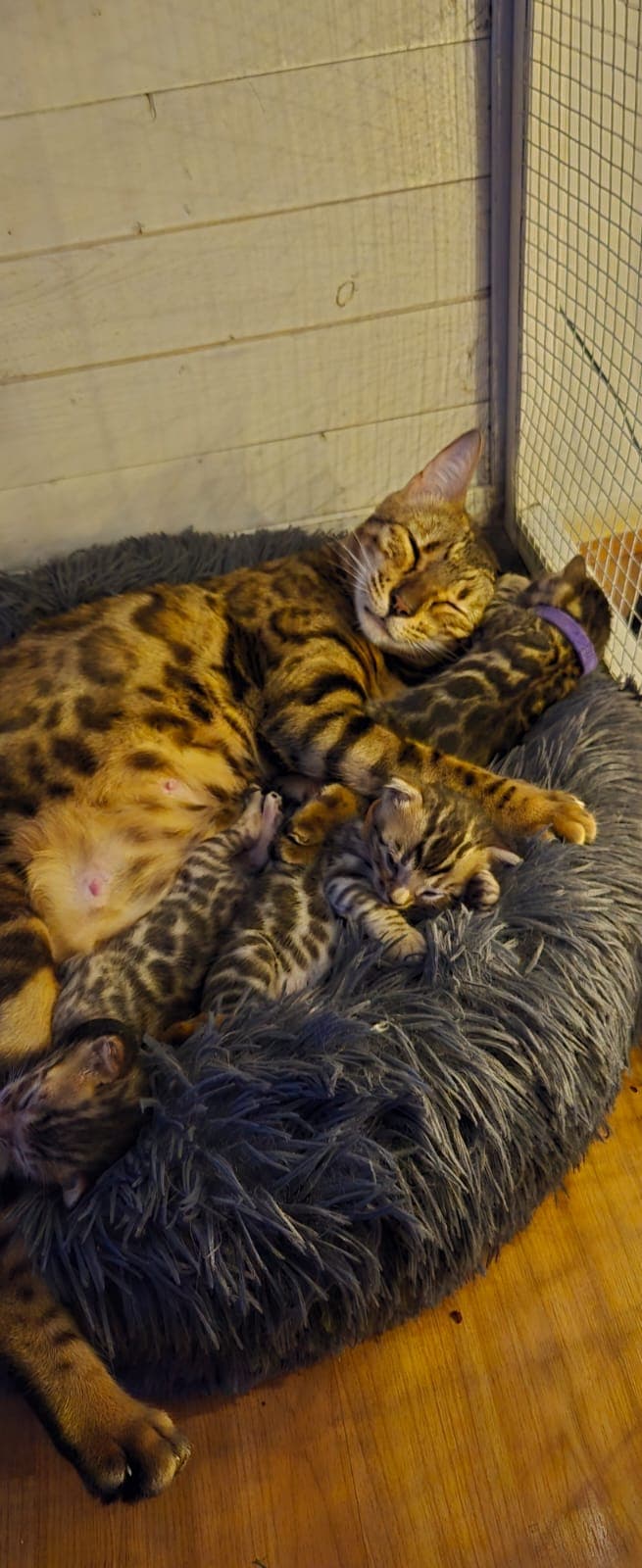 KITTENS_TOGETHER