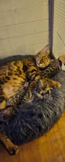KITTENS_TOGETHER