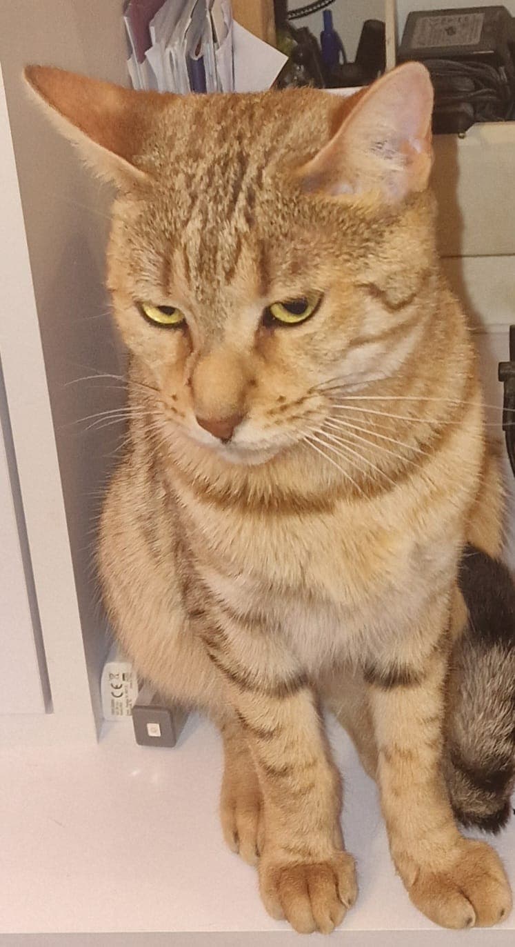 Bella