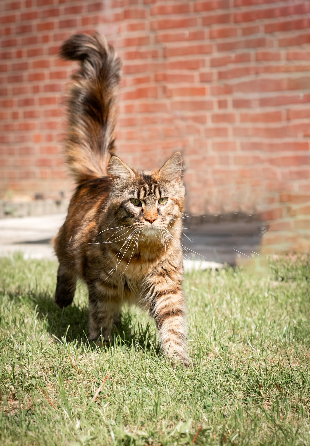 Muffin-Lola van de Bezoena's