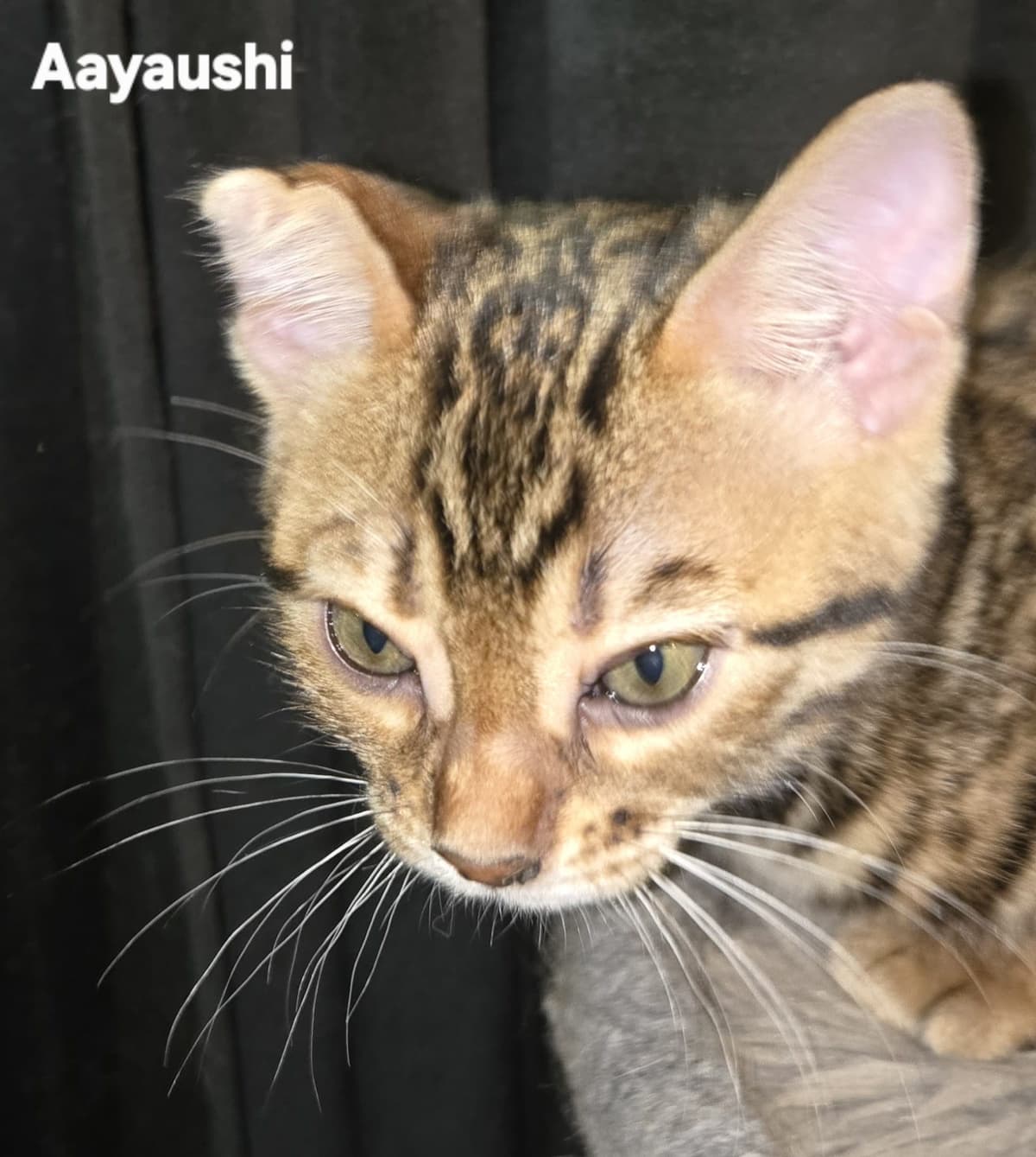 Aayaushi van Minka's Choice