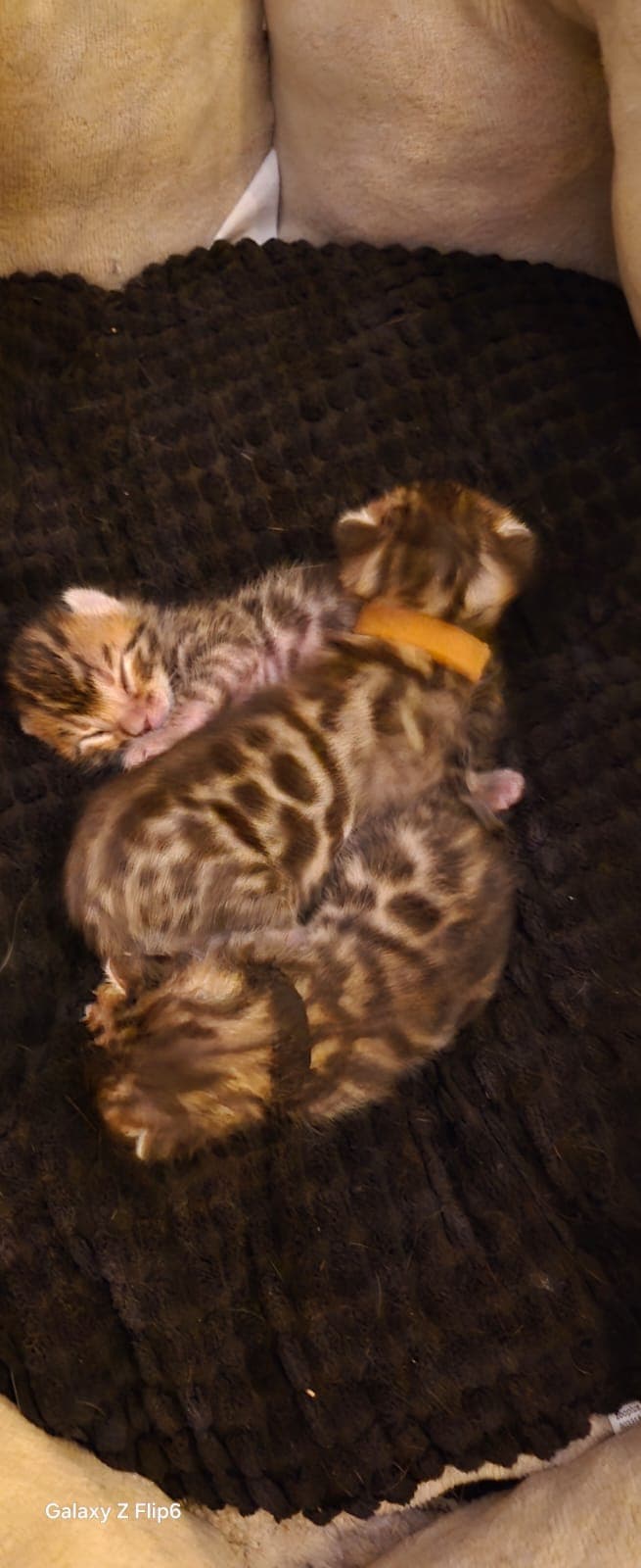 KITTENS_TOGETHER