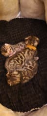 KITTENS_TOGETHER