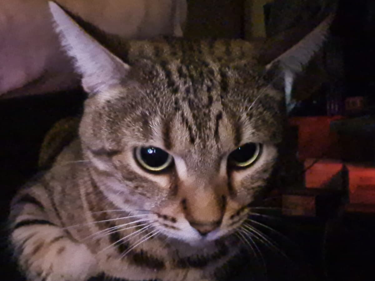 Roxy