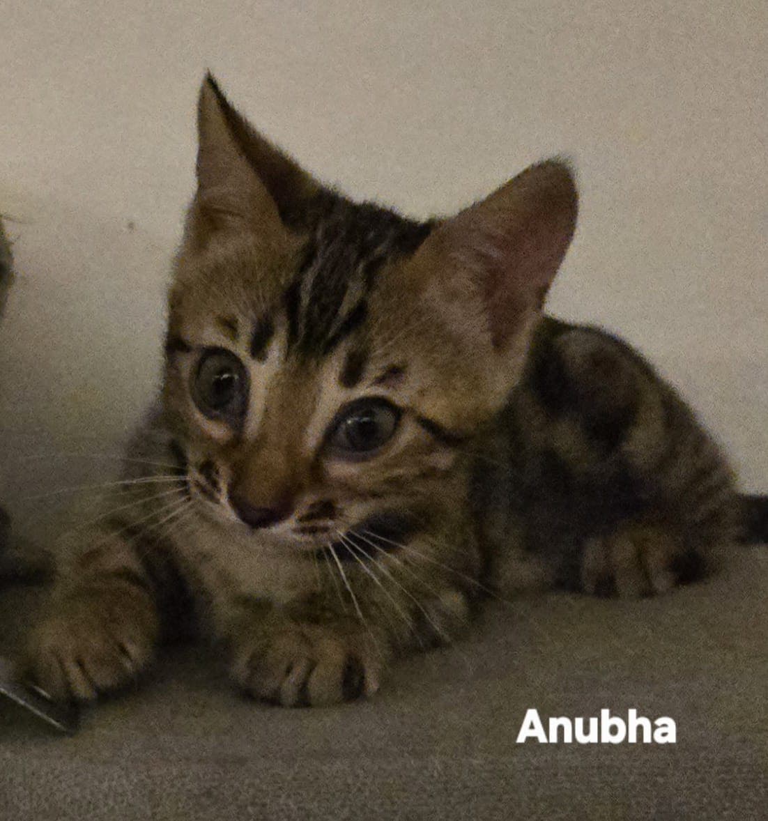 Anubha van Minka's Choice