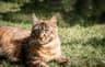 Muffin-Lola van de Bezoena's