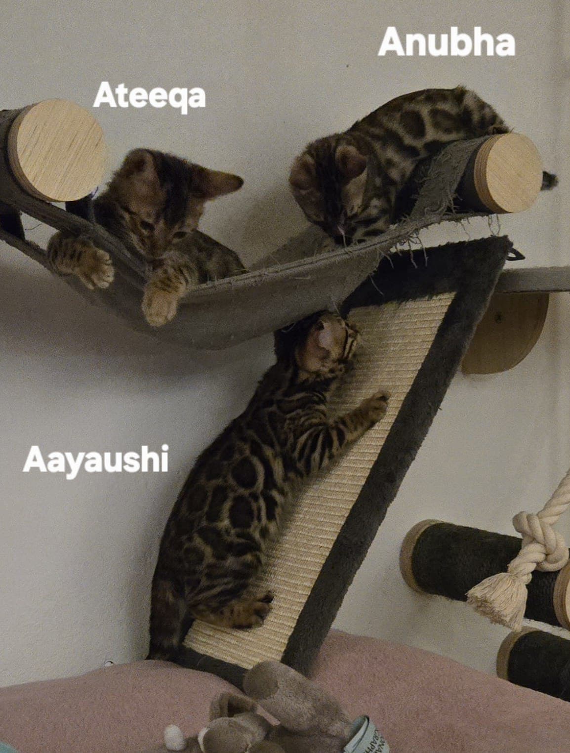 KITTENS_TOGETHER
