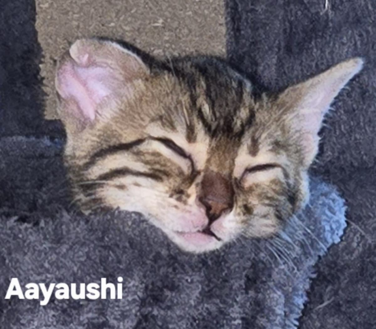 Aayaushi van Minka's Choice