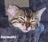 Aayaushi van Minka's Choice