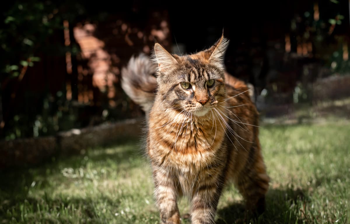 Muffin-Lola van de Bezoena's