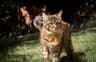 Muffin-Lola van de Bezoena's