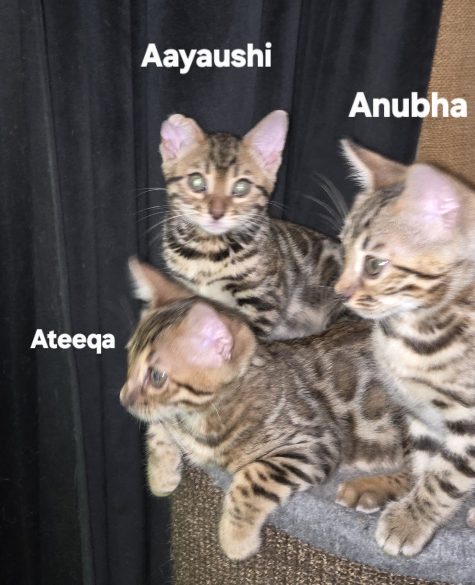 KITTENS_TOGETHER