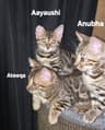 KITTENS_TOGETHER