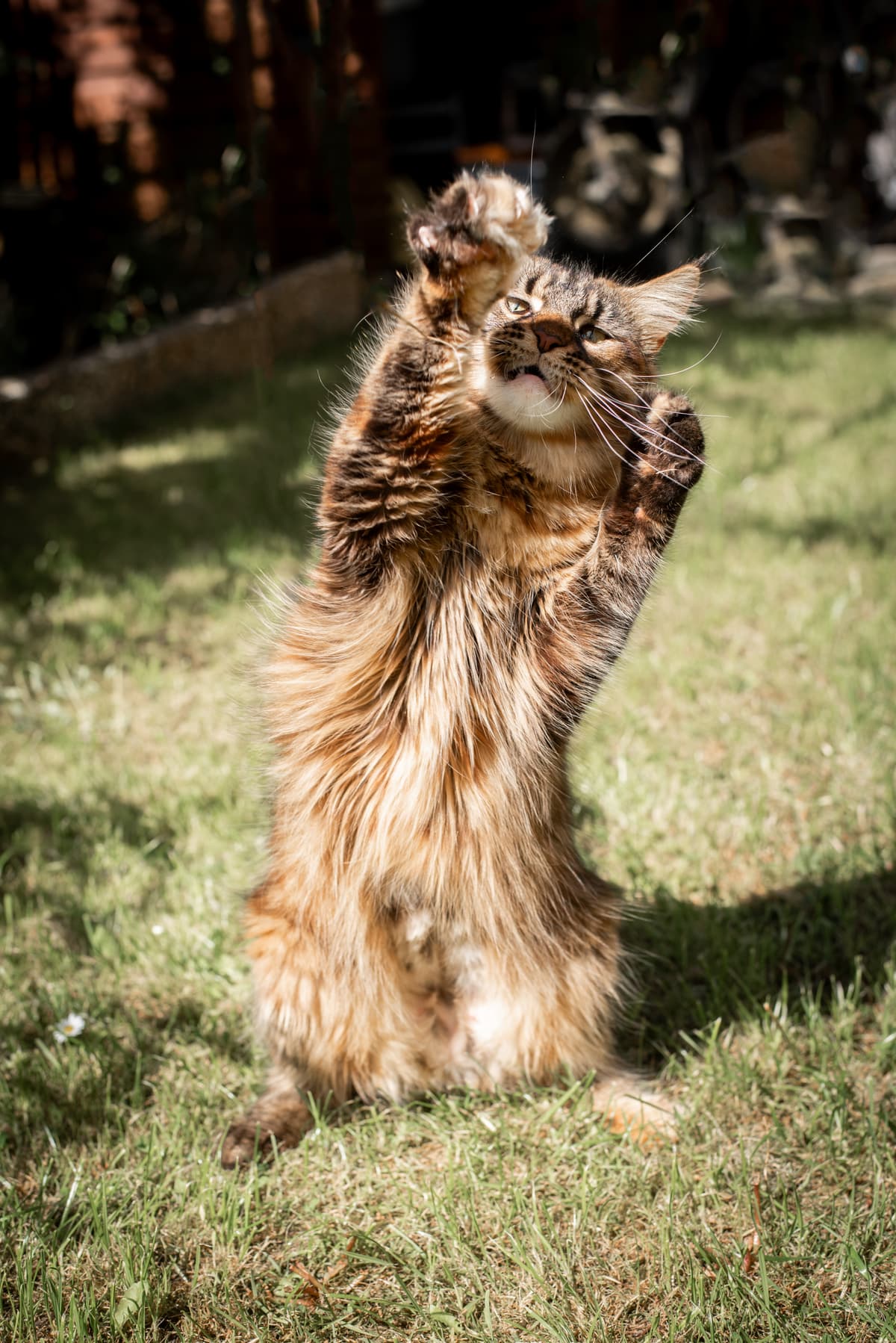 Muffin-Lola van de Bezoena's