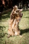 Muffin-Lola van de Bezoena's