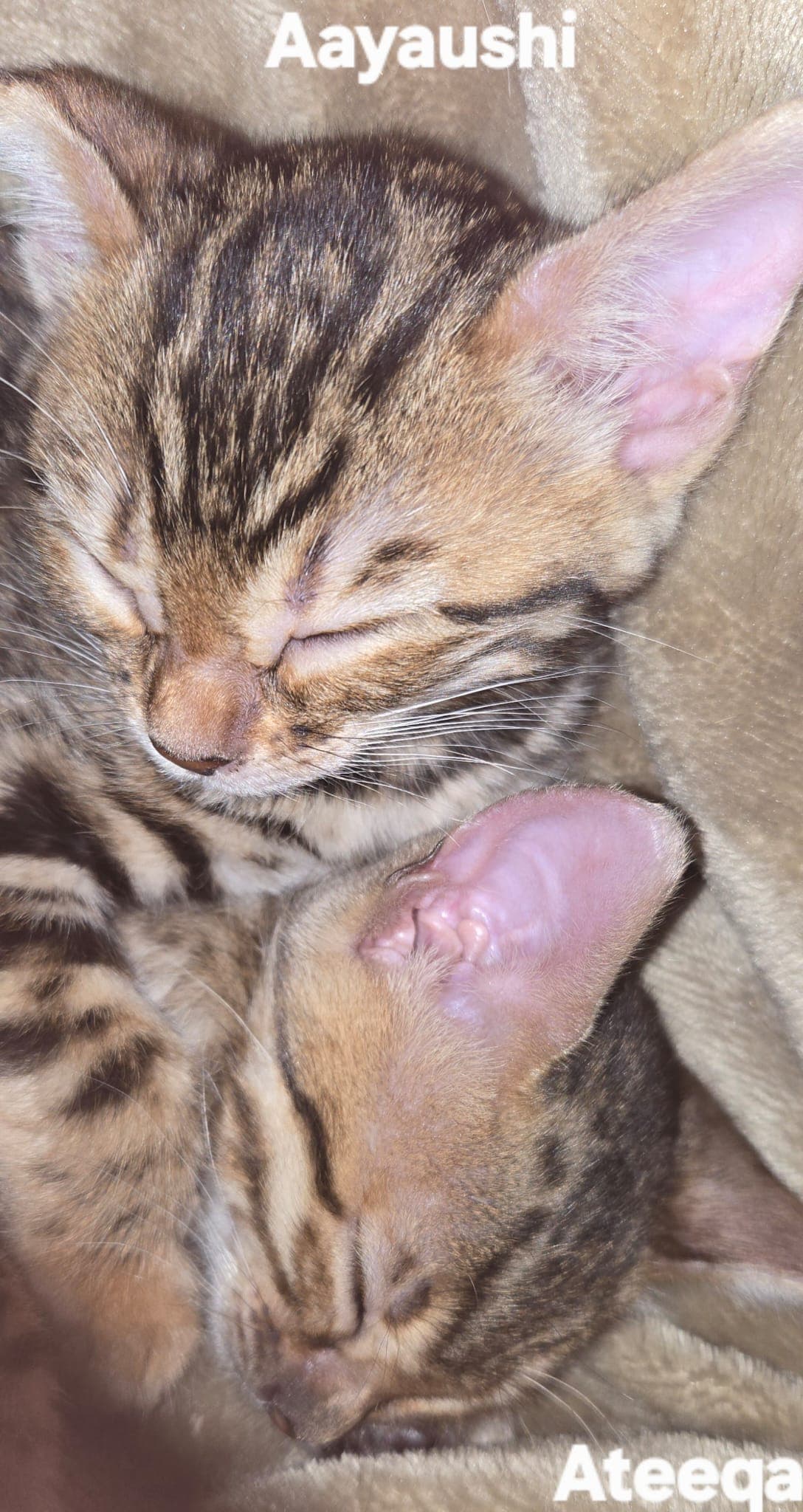 KITTENS_TOGETHER