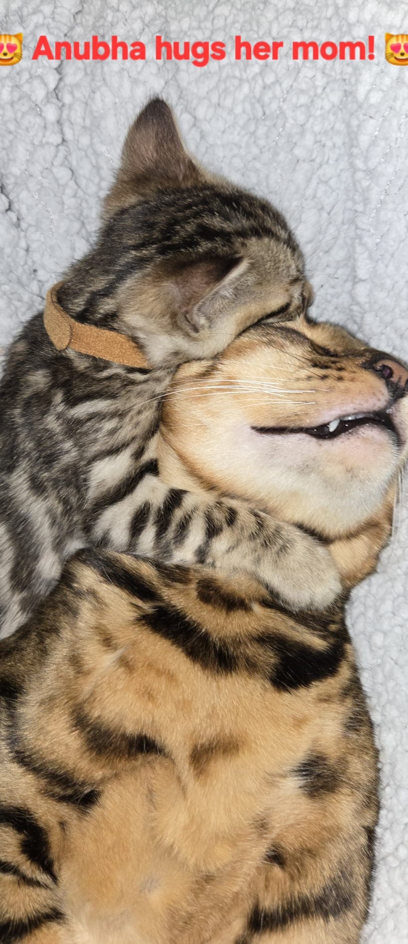 KITTENS_TOGETHER