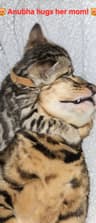 KITTENS_TOGETHER