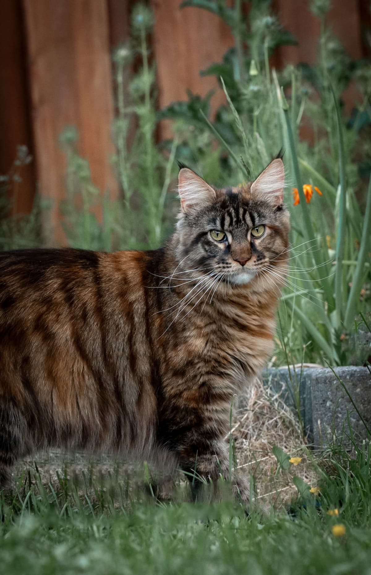 Muffin-Lola van de Bezoena's