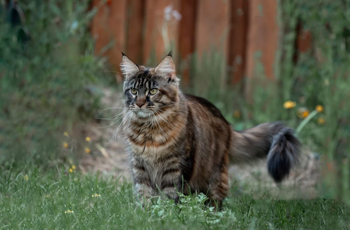 Muffin-Lola van de Bezoena's