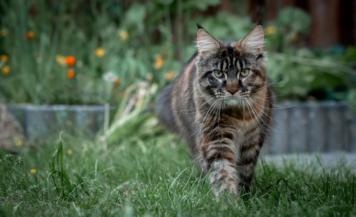 Muffin-Lola van de Bezoena's